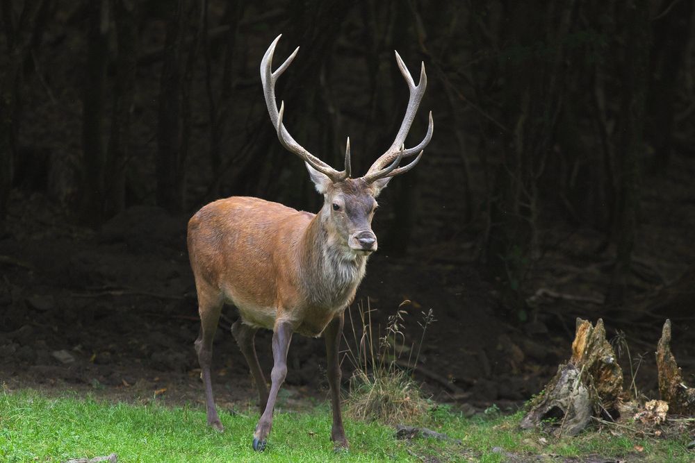 Aus dem Dunkel des Waldes ! Foto & Bild natur, tiere, wildlife Bilder auf