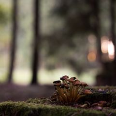 aus dem dunklen Wald heraus