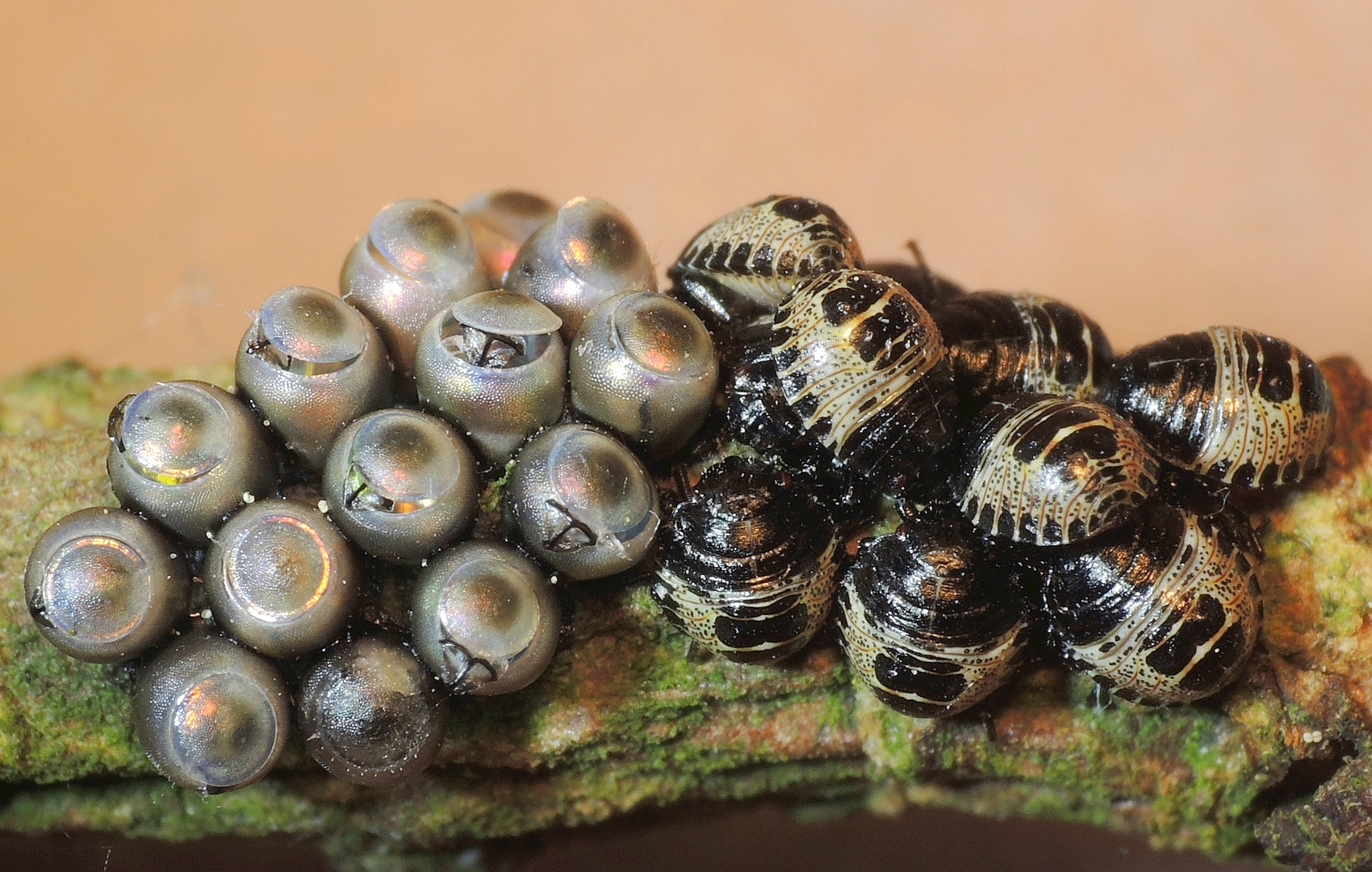 Aus dem Ei geschlüpft - Graue Gartenwanze (Rhaphigaster nebulosa)