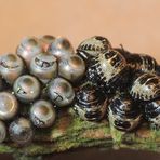 Aus dem Ei geschlüpft - Graue Gartenwanze (Rhaphigaster nebulosa)