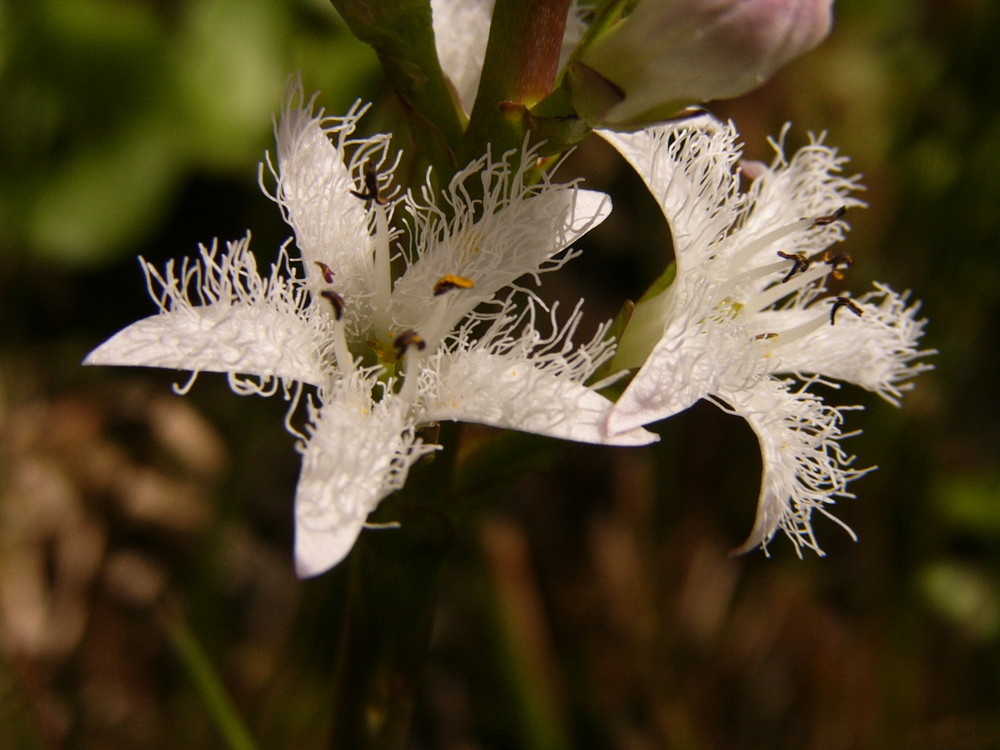 Aus dem eigenen Garten