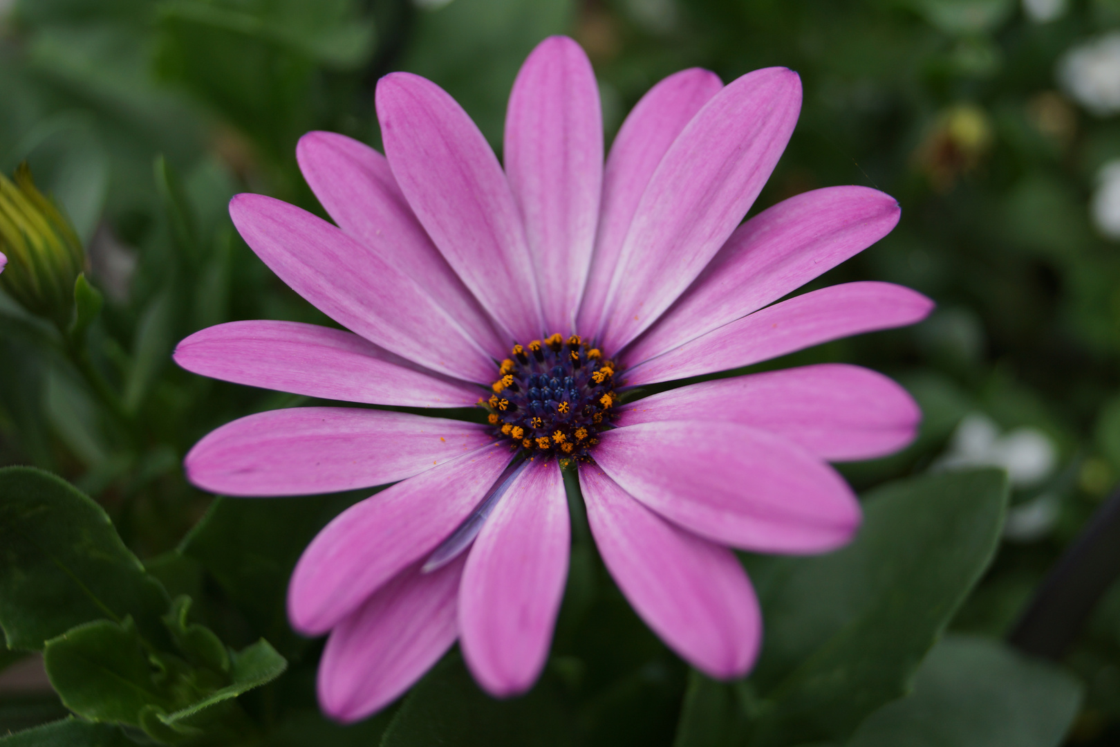 Aus dem eigenen Garten