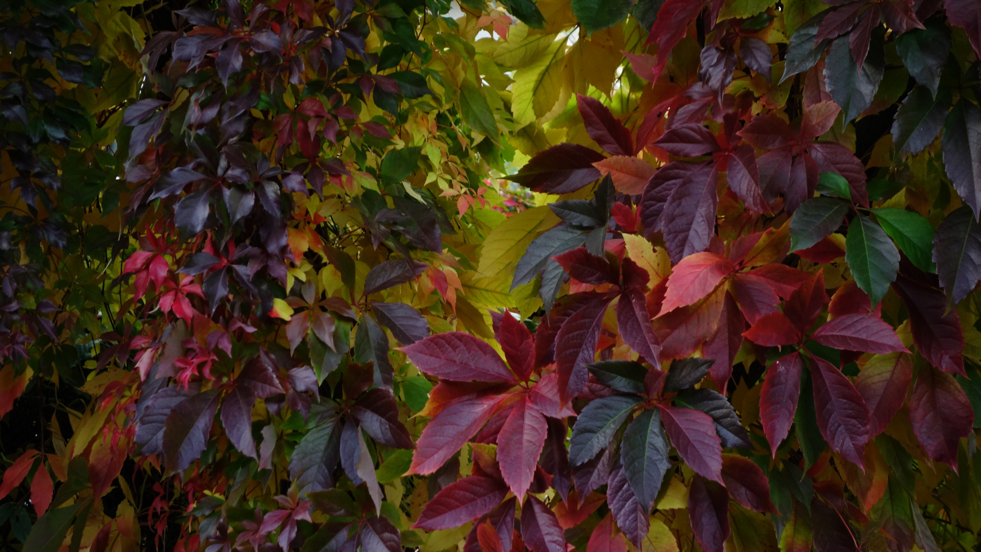 Aus dem Farbenreichtum des Herbstes...