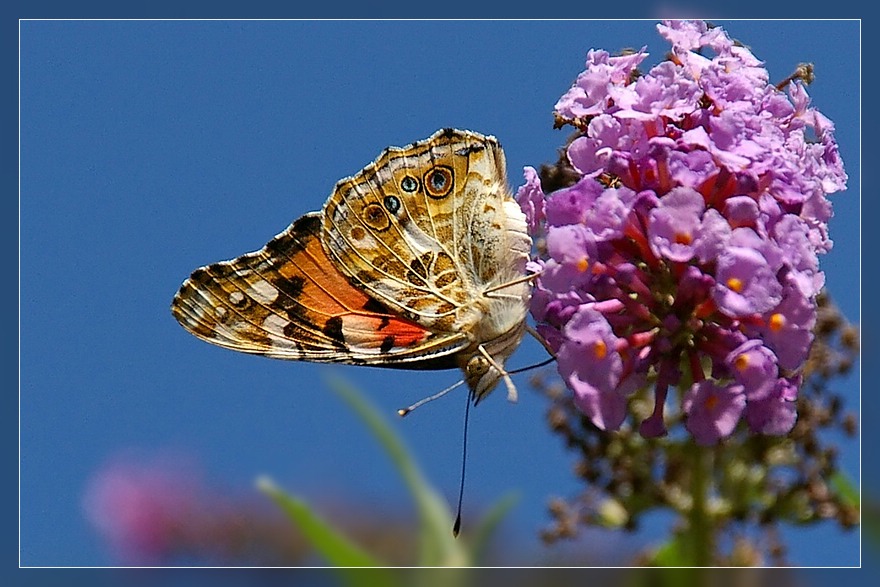 Aus dem Farbkasten der Natur