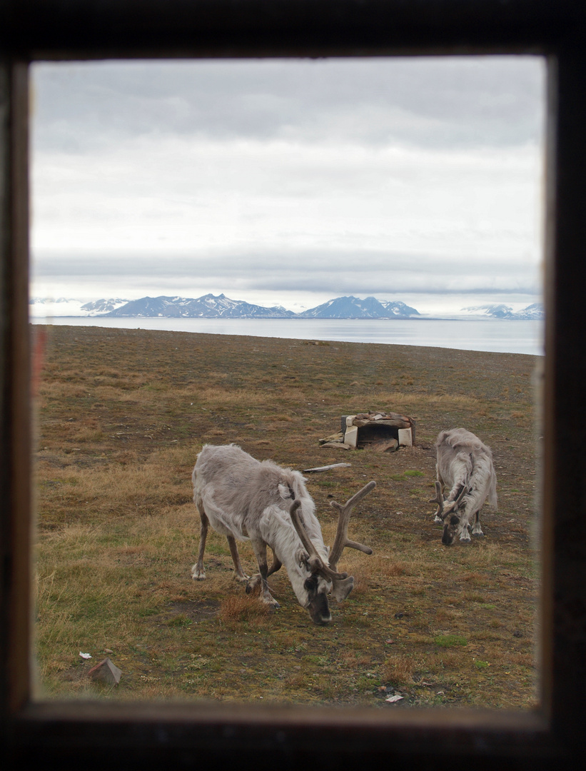 Aus dem Fenster