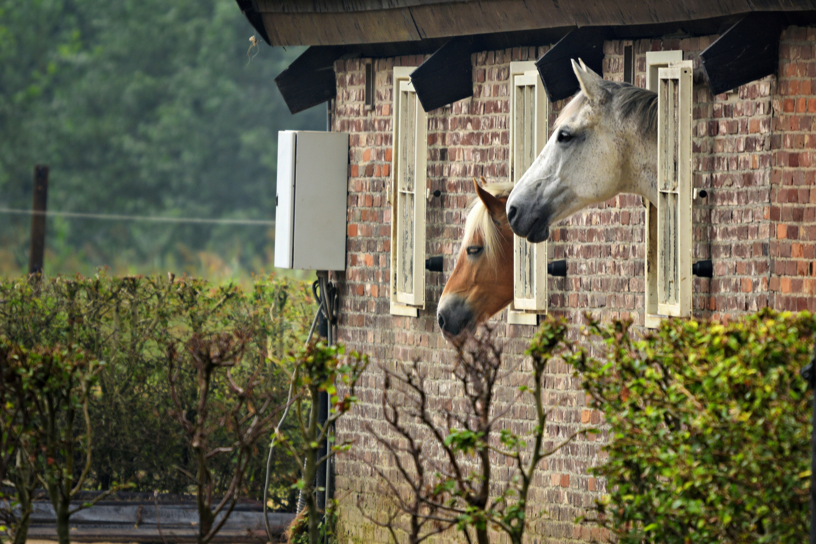 Aus dem Fenster