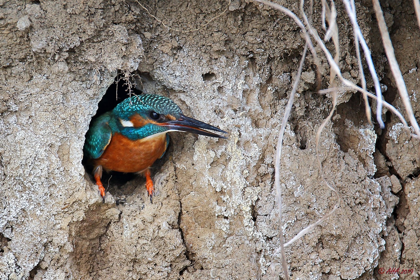 Aus dem Fenster schauen… Foto & Bild tiere, wildlife