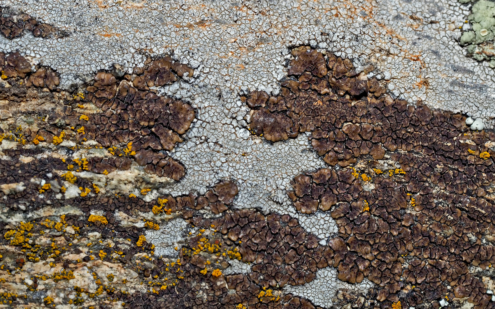 Aus dem Flechten-Paradies! - Du paradis des lichens...