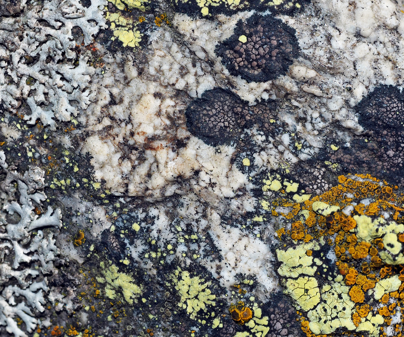 Aus dem Flechten-Paradies! * - Tableau artistique fait de lichens!