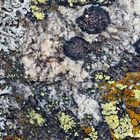 Aus dem Flechten-Paradies! * - Tableau artistique fait de lichens!