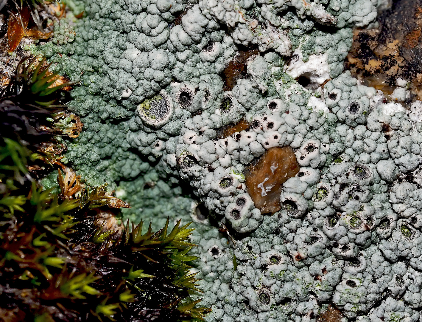 Aus dem Flechtenparadies: Raue Krugflechte (Diploschistes scruposus) *