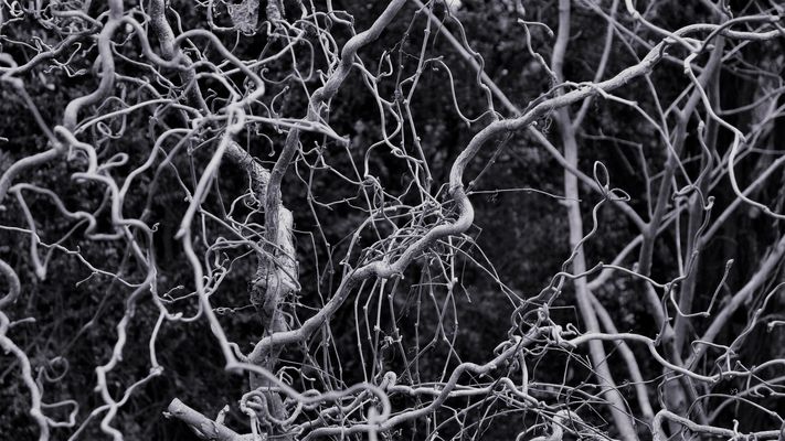 Aus dem Formenreichtum der Natur.