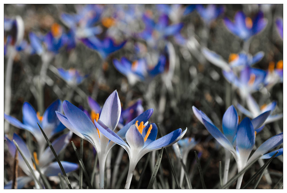 Aus dem Garten Foto & Bild | pflanzen, pilze & flechten ...