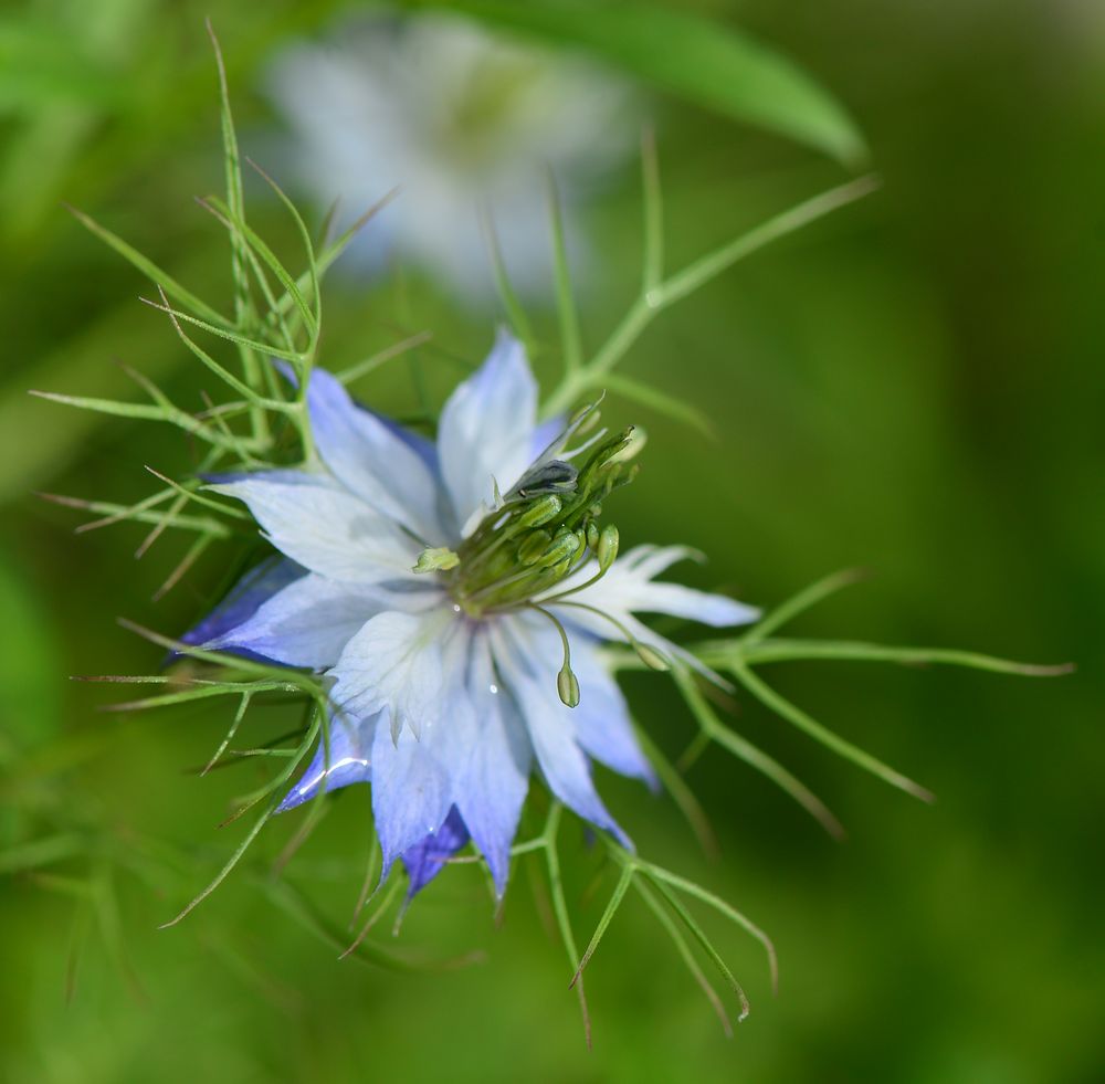 Aus dem Garten 2