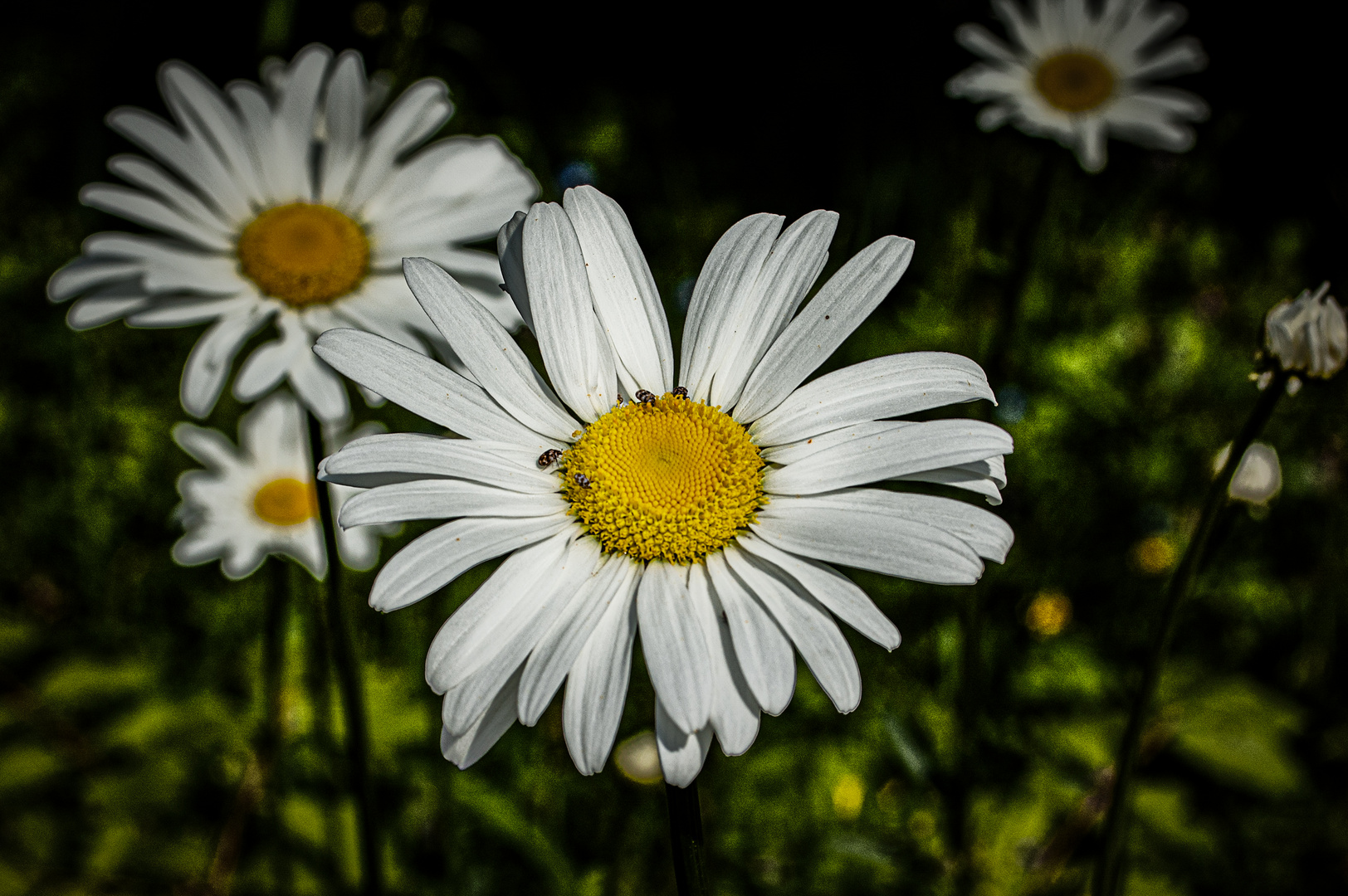 Aus dem Garten