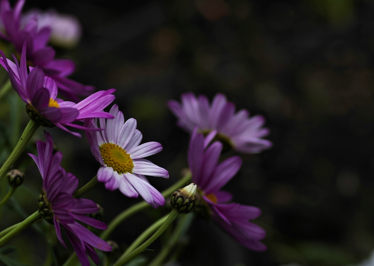 Aus dem Garten