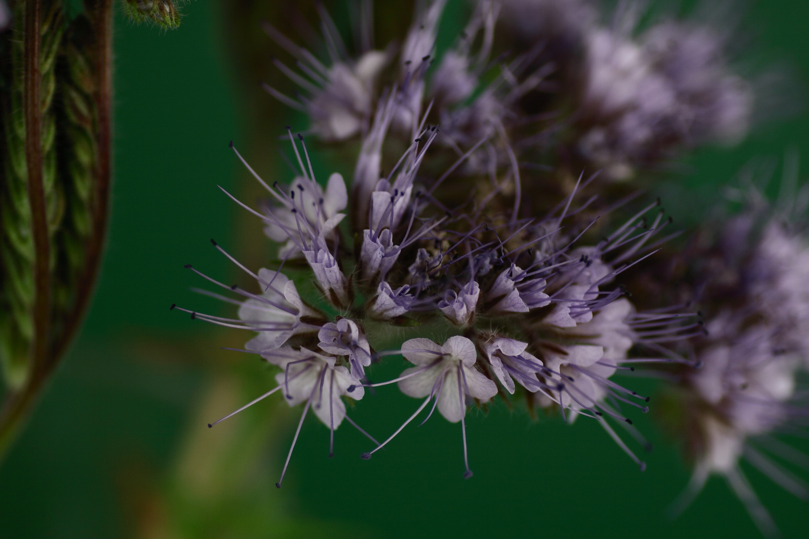 Aus dem Garten