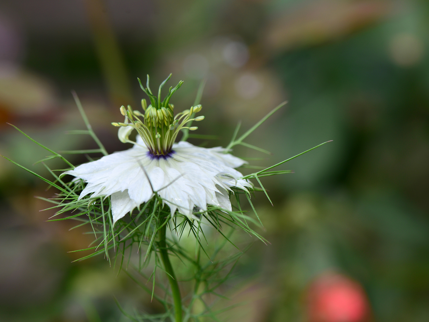 aus dem Garten