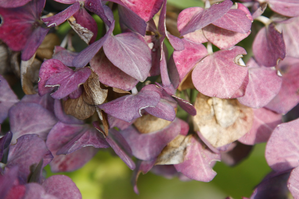 Aus dem Garten