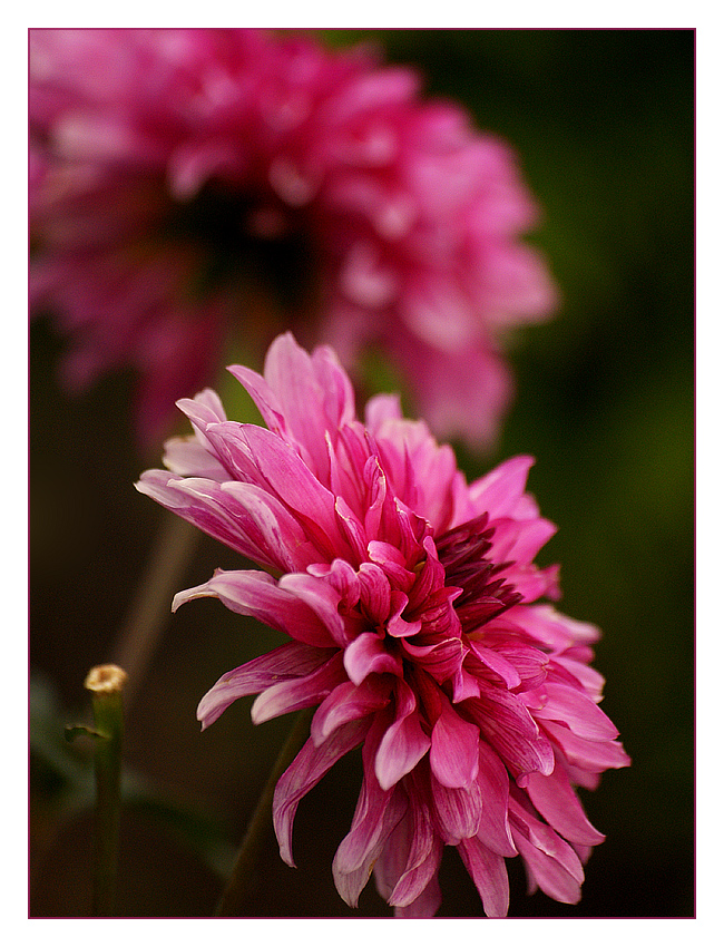 aus dem garten