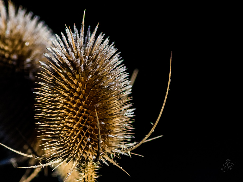 Aus dem Garten