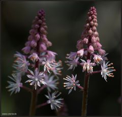 aus dem garten