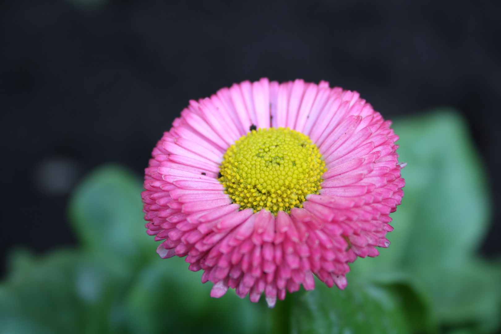 Aus dem Garten