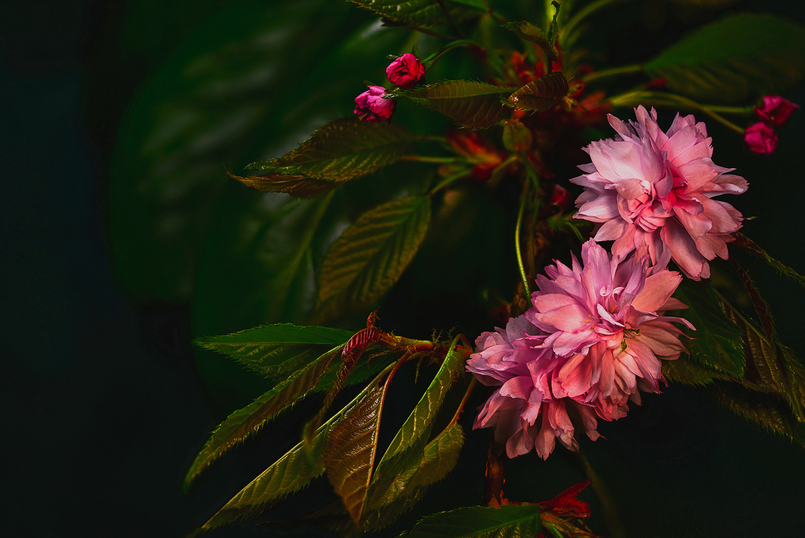 Aus dem Garten-Blütenkirsche