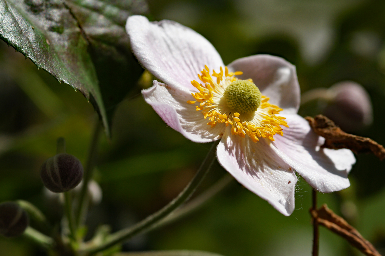 Aus dem Garten