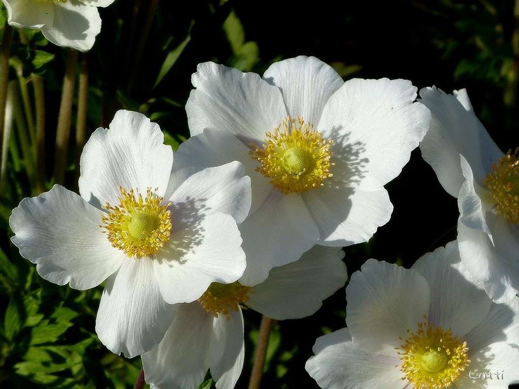 Aus dem Garten