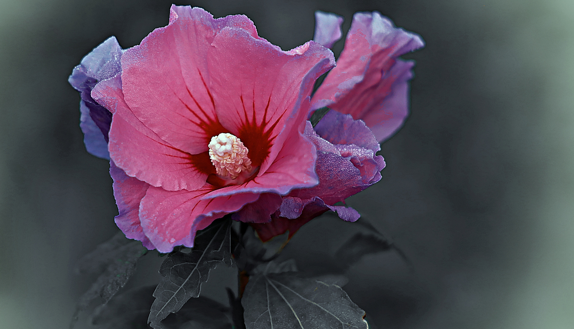 Aus dem Garten