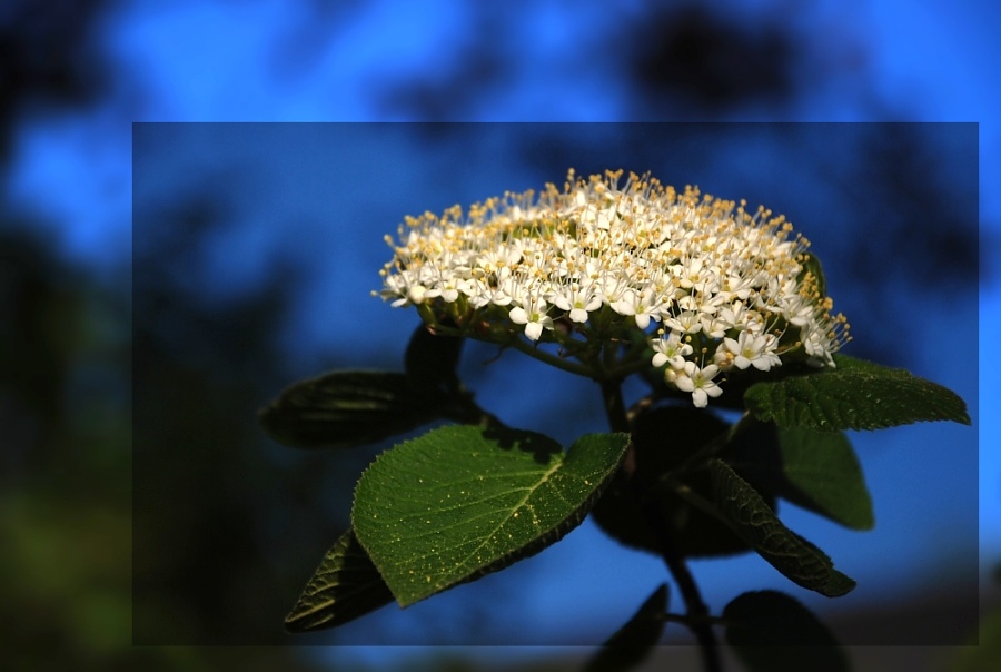 ::: aus dem Garten :::