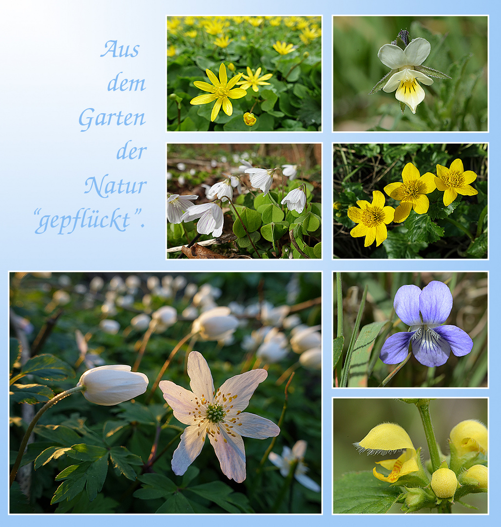 Aus dem Garten der Natur "gepflückt" - Frühblühende Wildblumen am Mittwoch