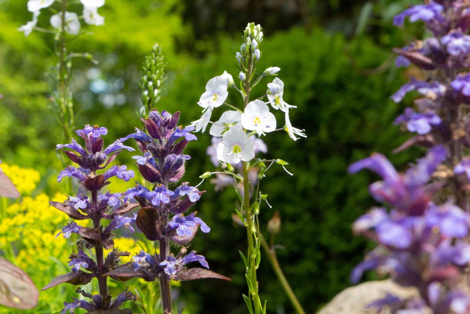 ..aus dem Garten