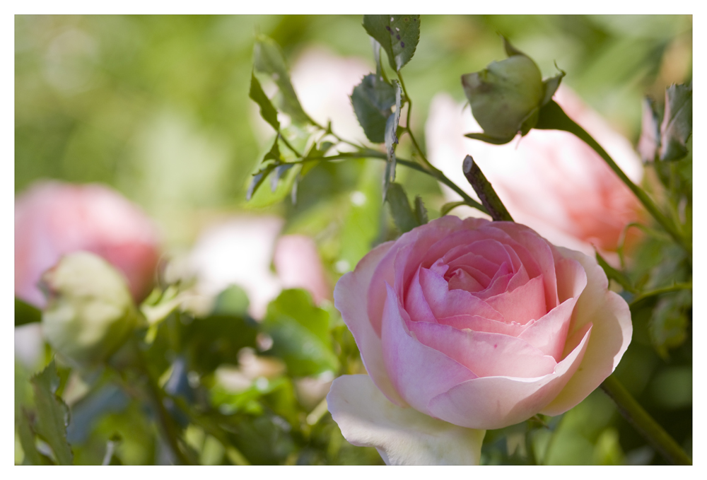 aus dem Garten Eden 1