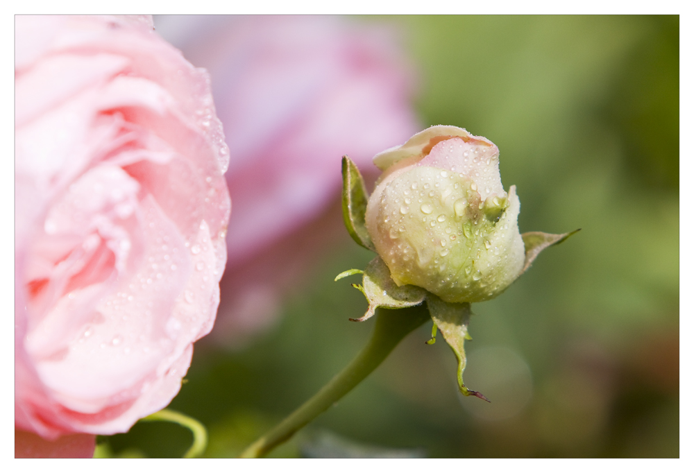 aus dem Garten Eden 2