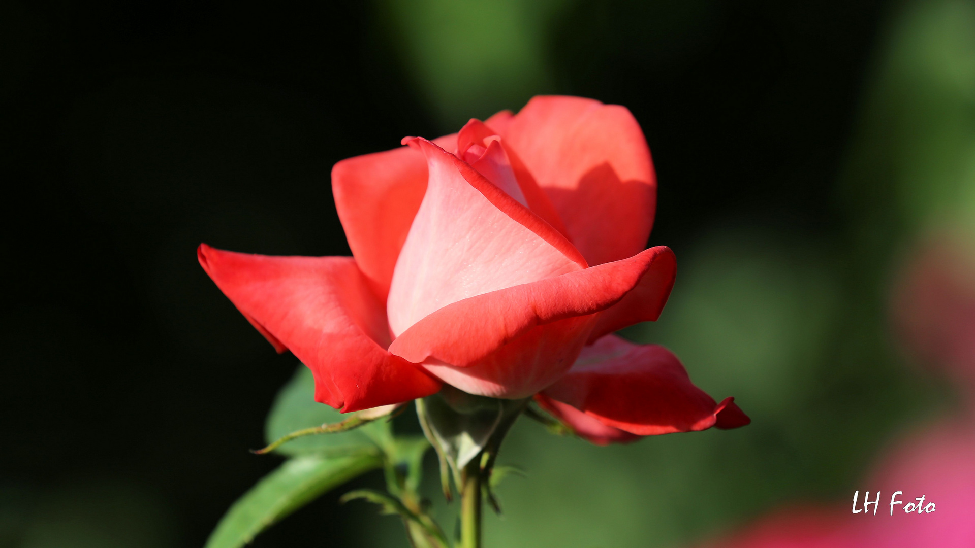 Aus dem Garten...