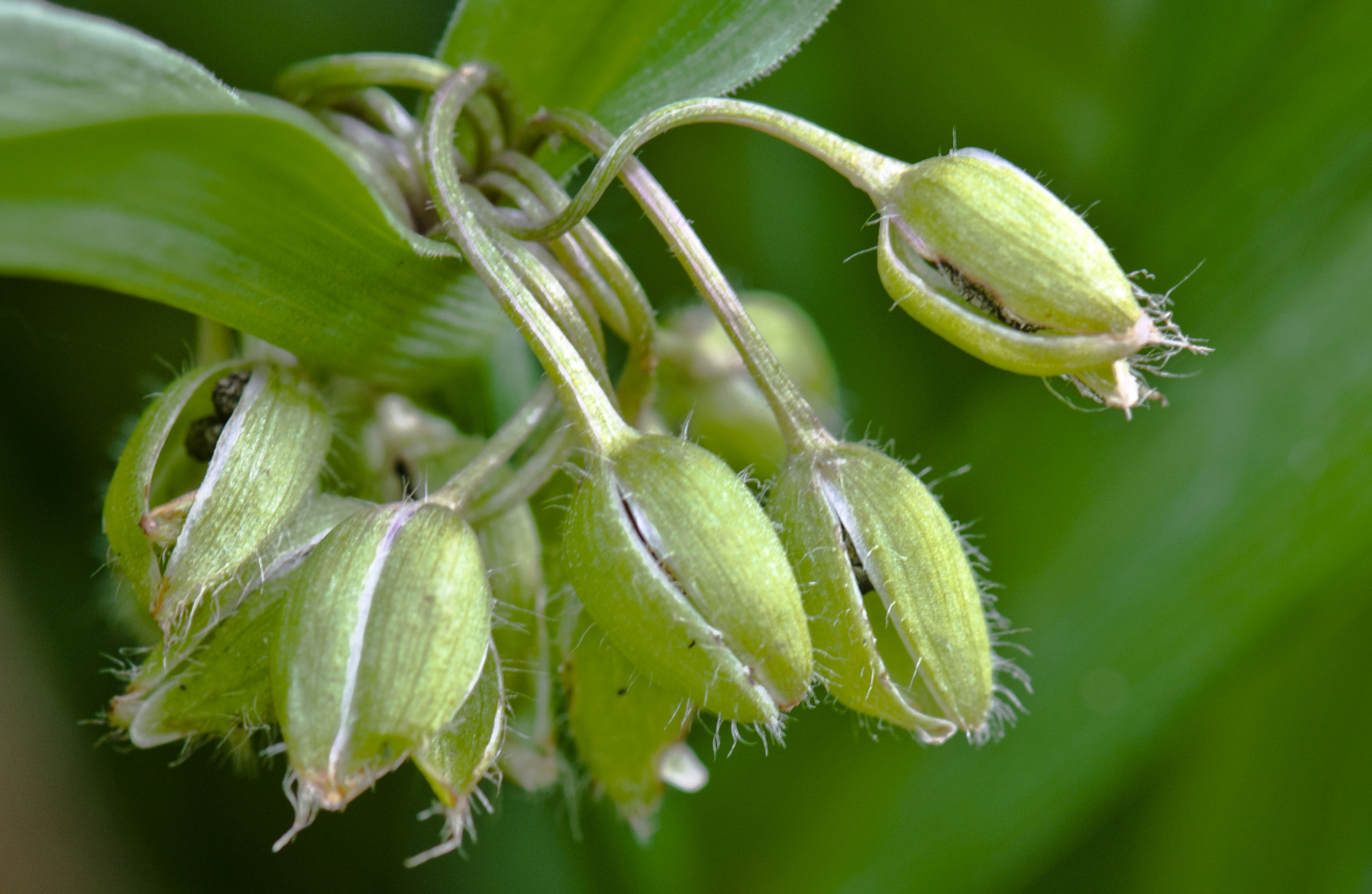 Aus dem Garten - keine Ahnung was es ist