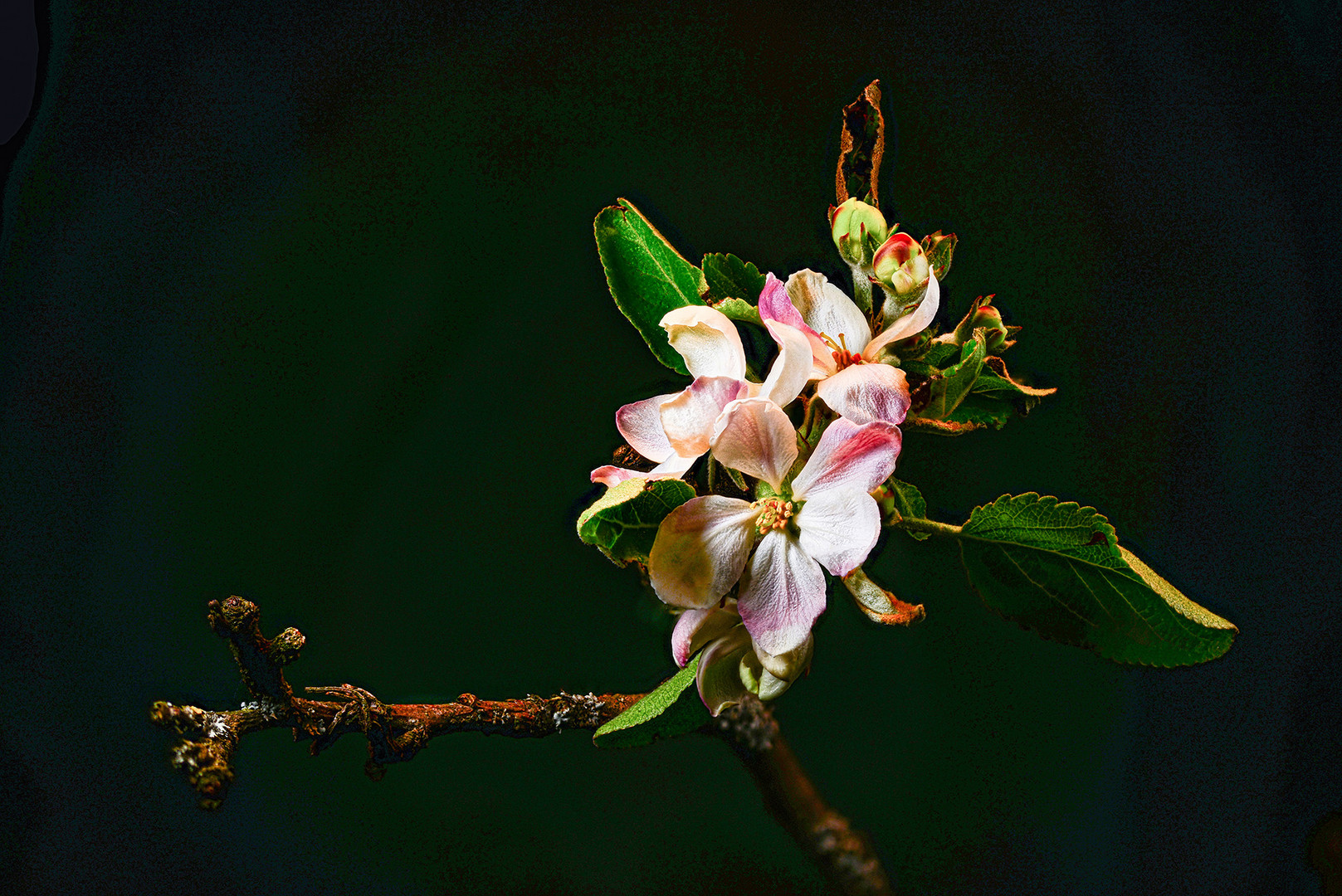 Aus dem Garten-Kirschblüte