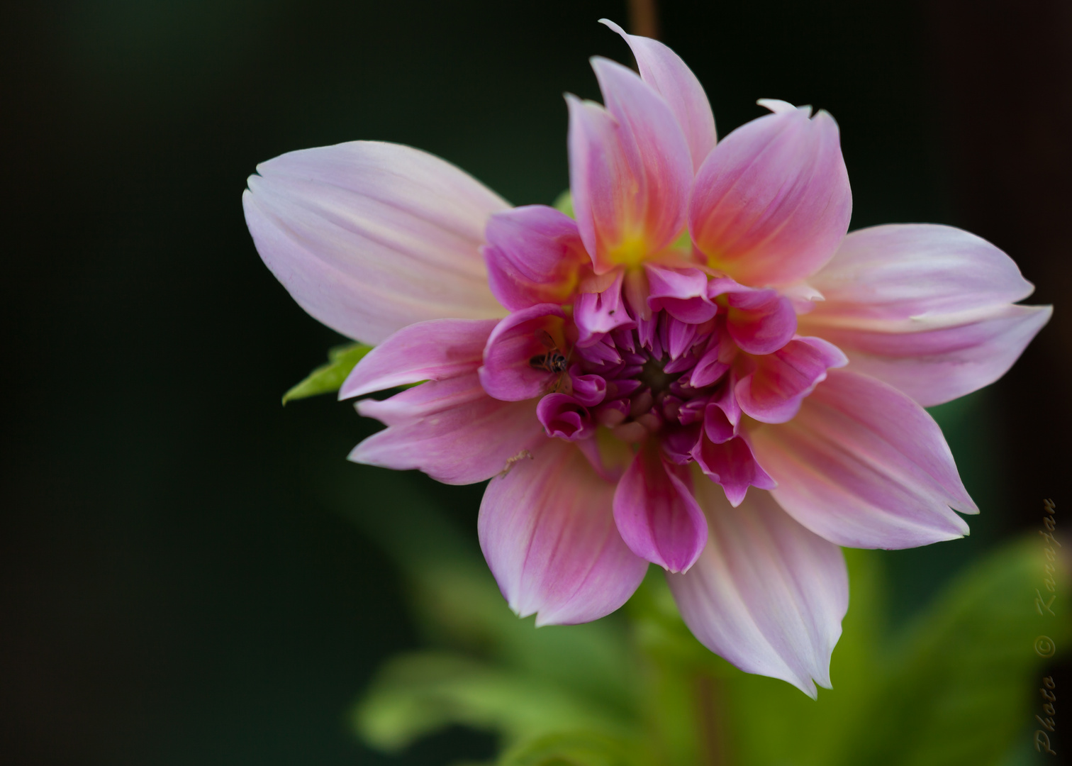 Aus dem Garten meiner Mutter