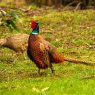 Aus dem Garten-sie sind auch da!