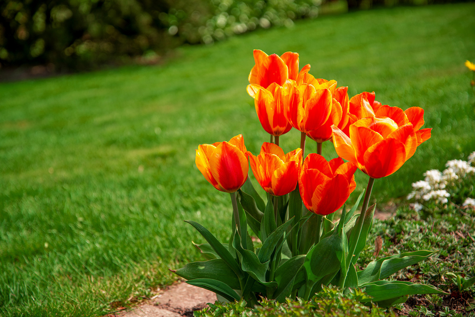 Aus dem Garten-Tulpen