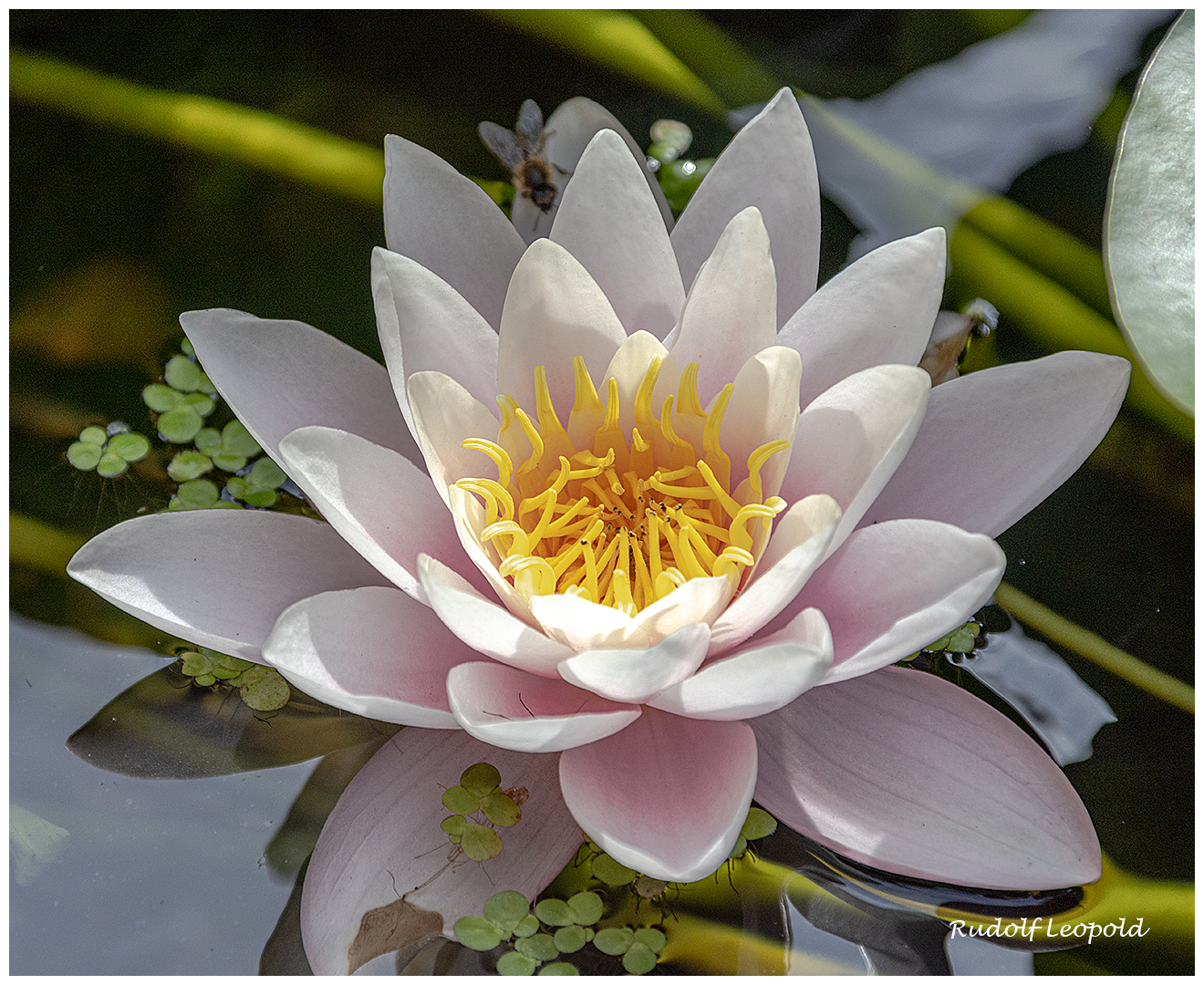 Aus dem Gartenteich