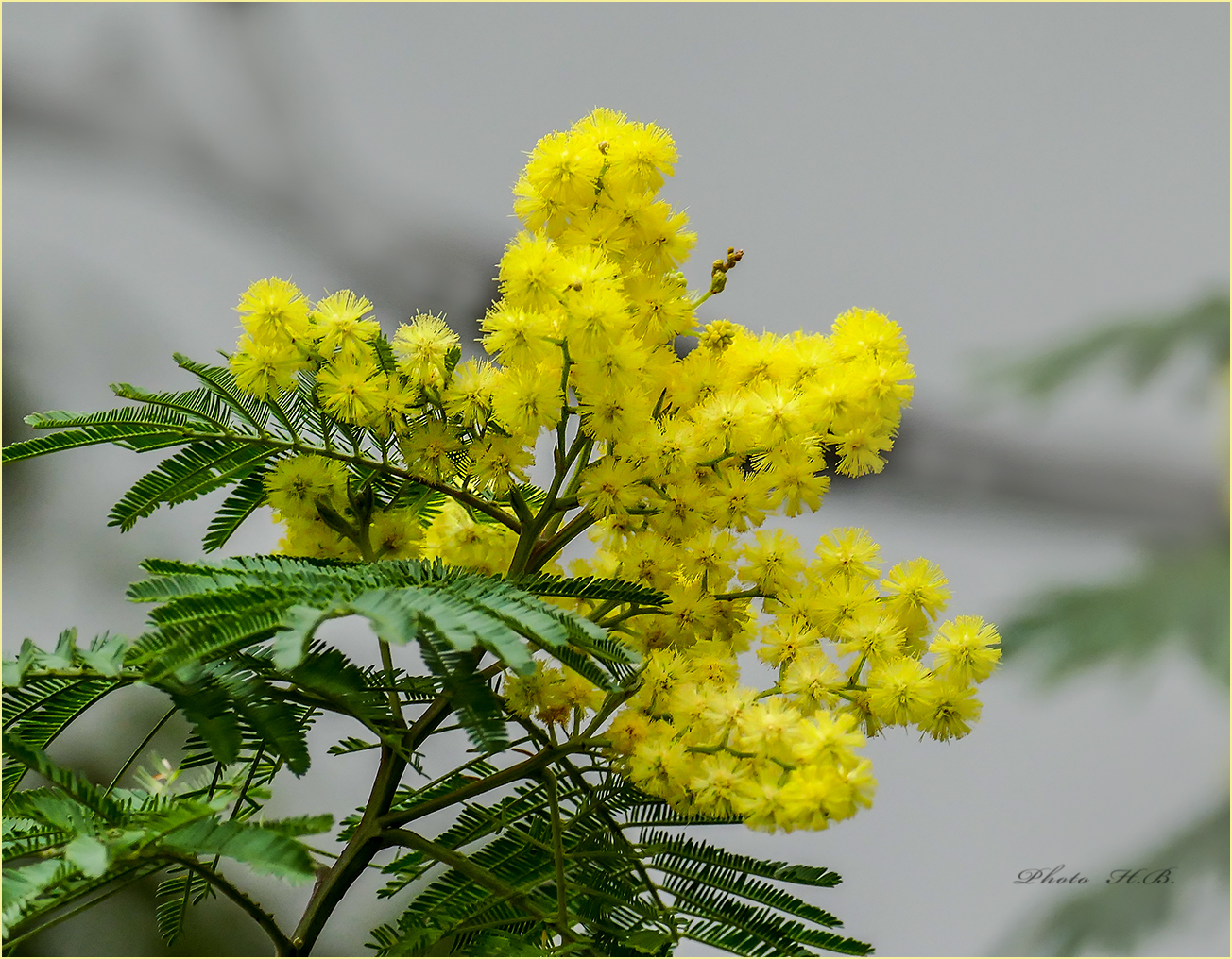 Aus dem Gewächshaus - MIMOSE