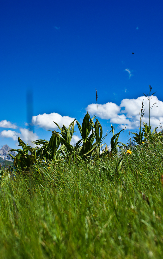 aus dem Gras