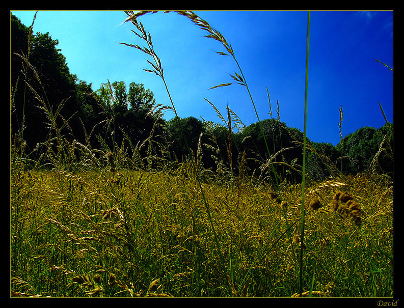 Aus dem Gras heraus