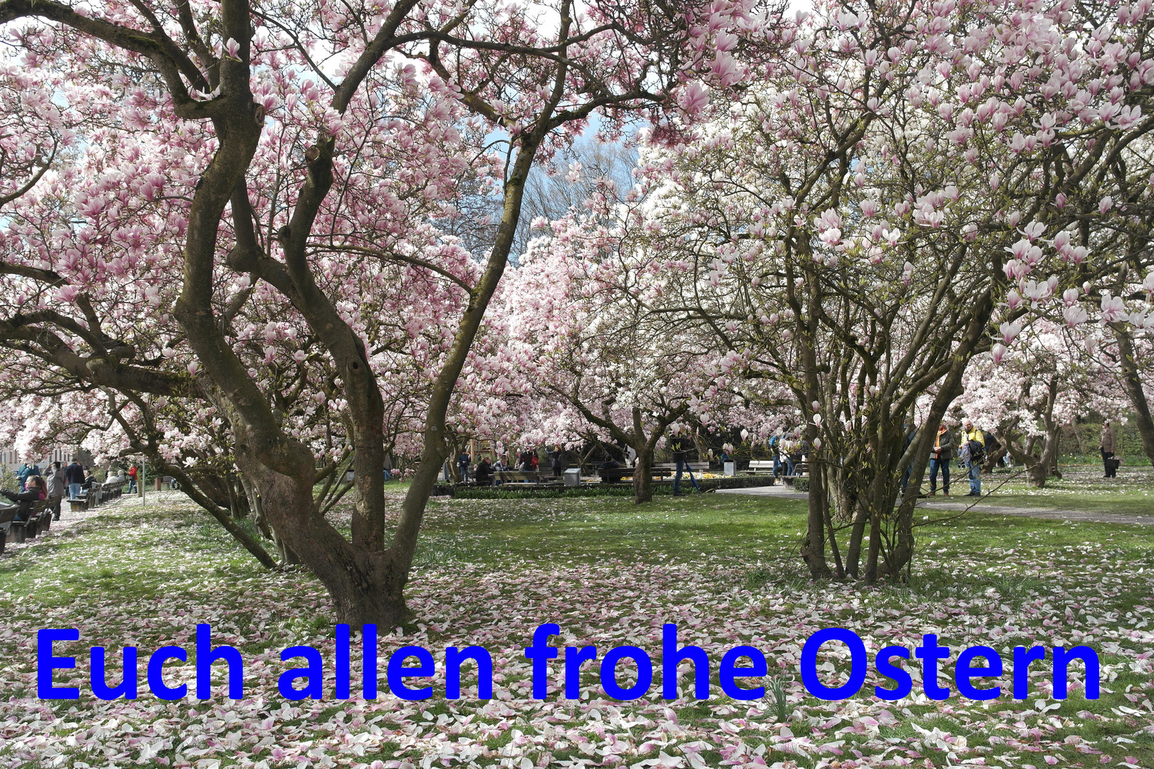 ... aus dem größten Magnolienpark Bayerns 