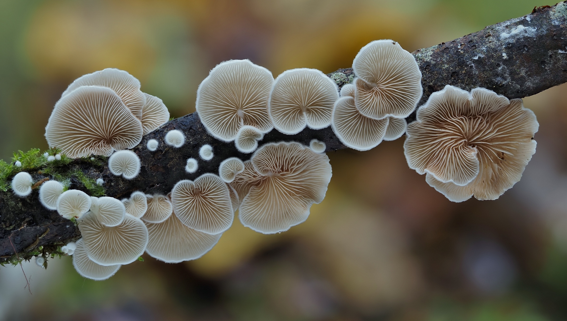 Aus dem herbstlichen Wald