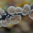 Aus dem herbstlichen Wald