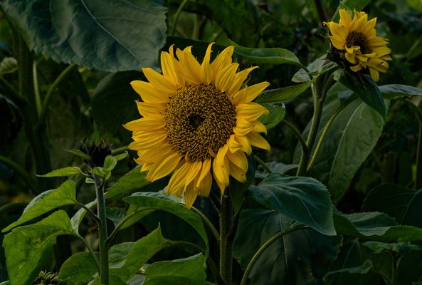 AUS DEM HERZEN ALTER KULTUREN - DIE ZEITREISE DER SONNENBLUME